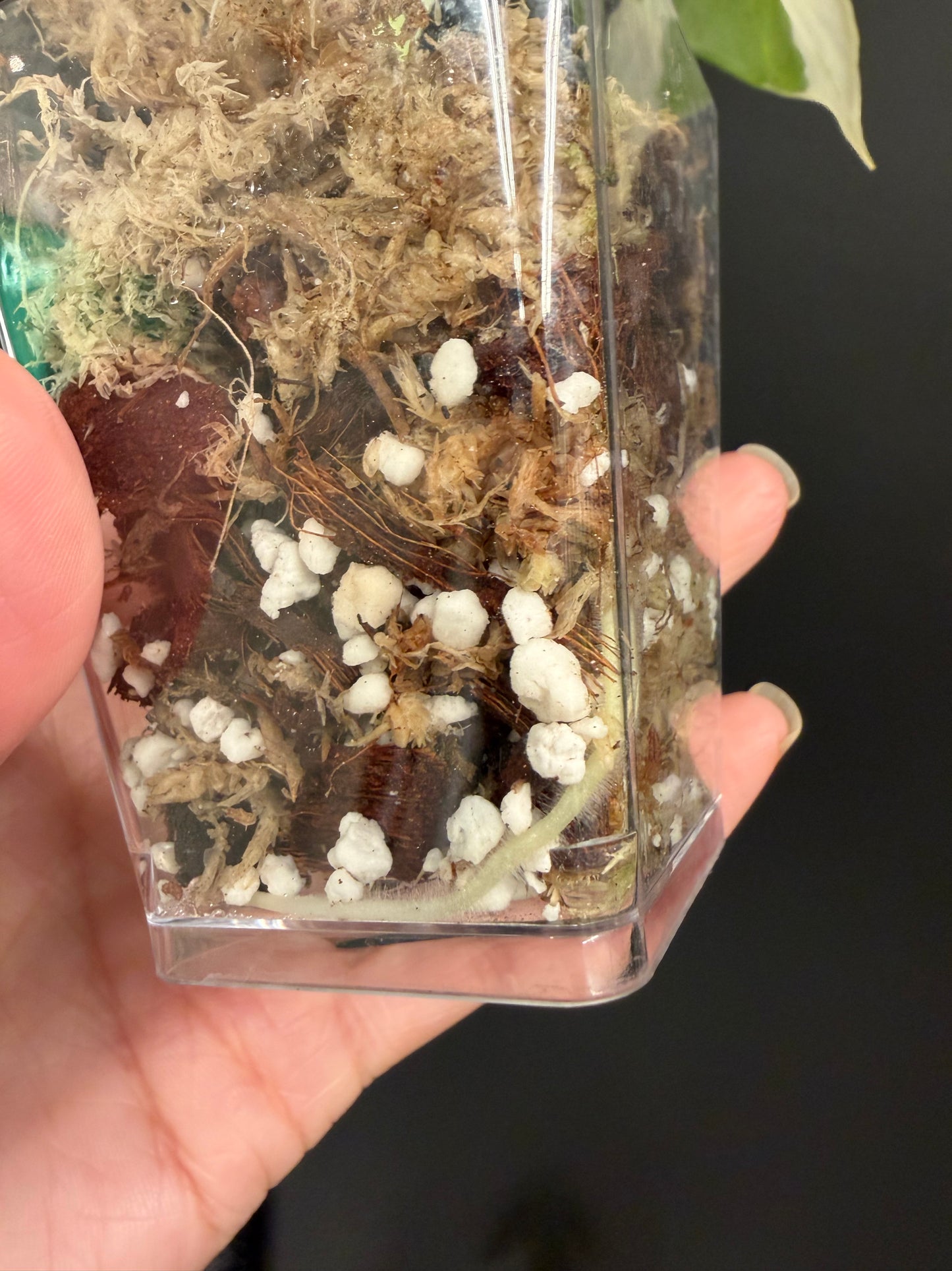 Alocasia Regal Shield albo