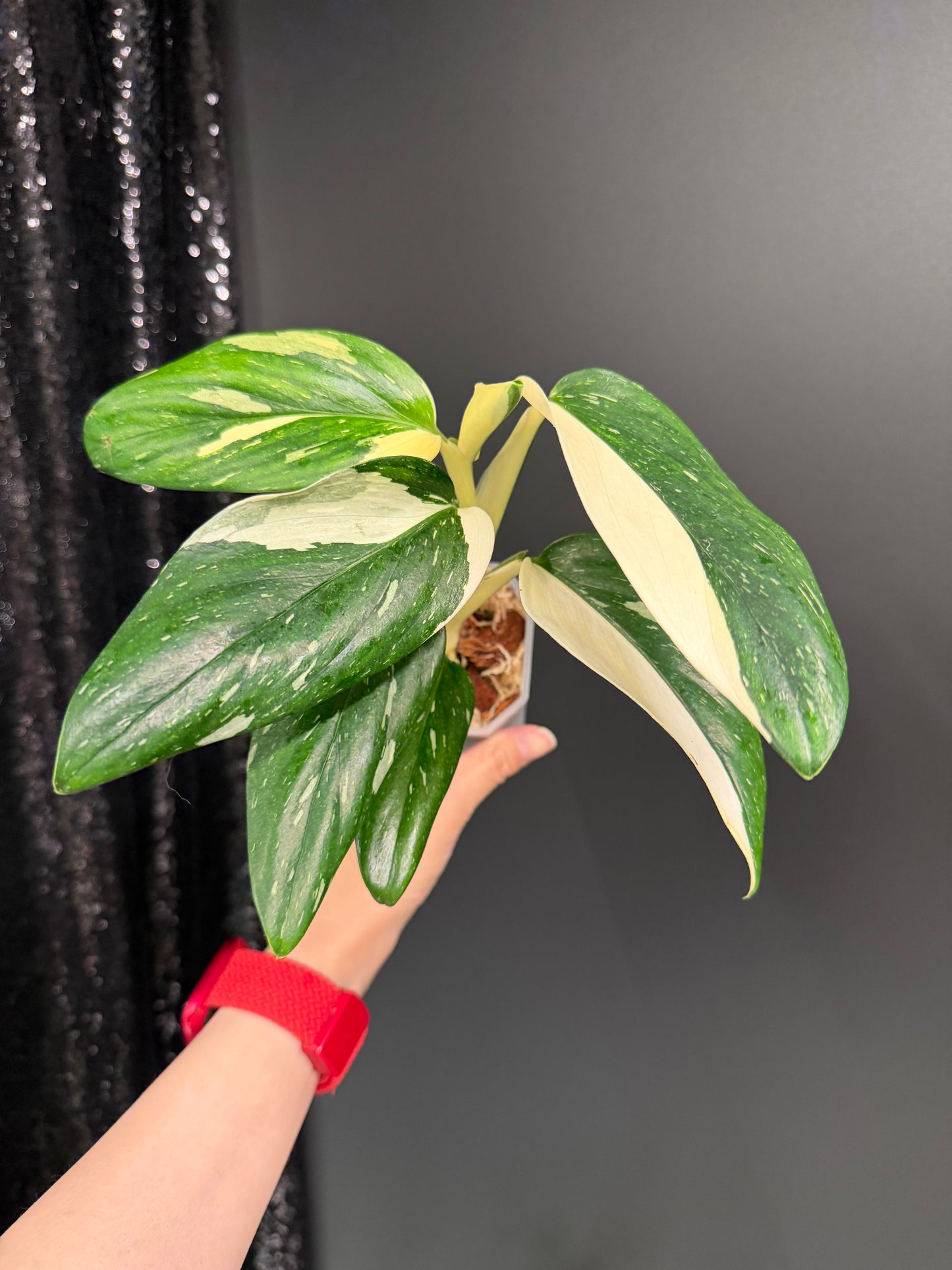 Monstera Standleyana Albo