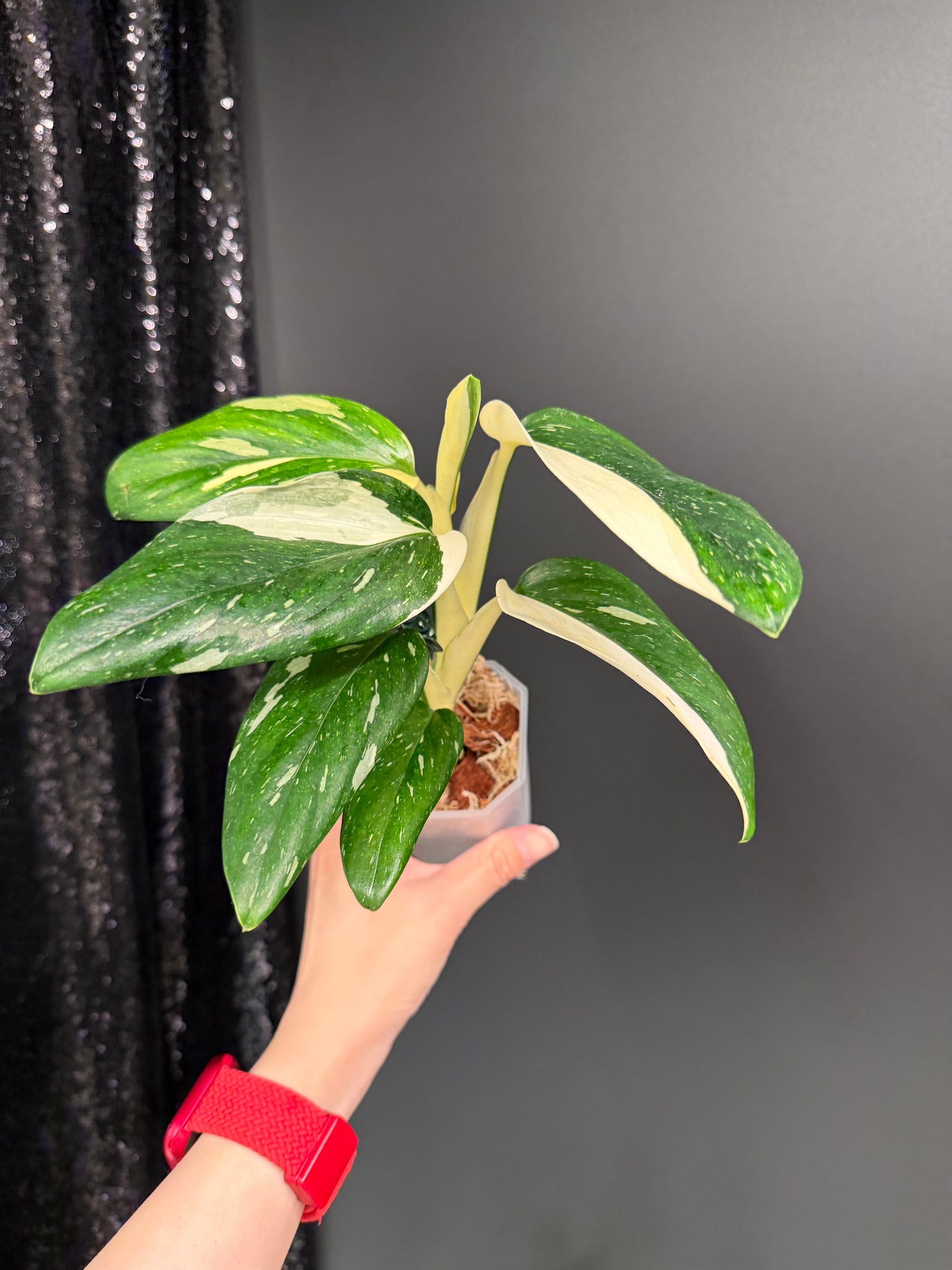 Monstera Standleyana Albo