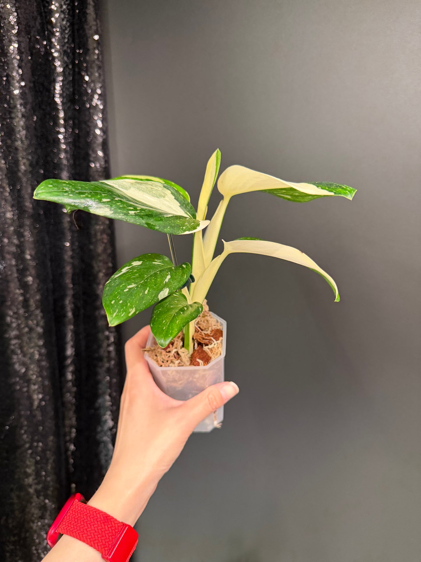 Monstera Standleyana Albo