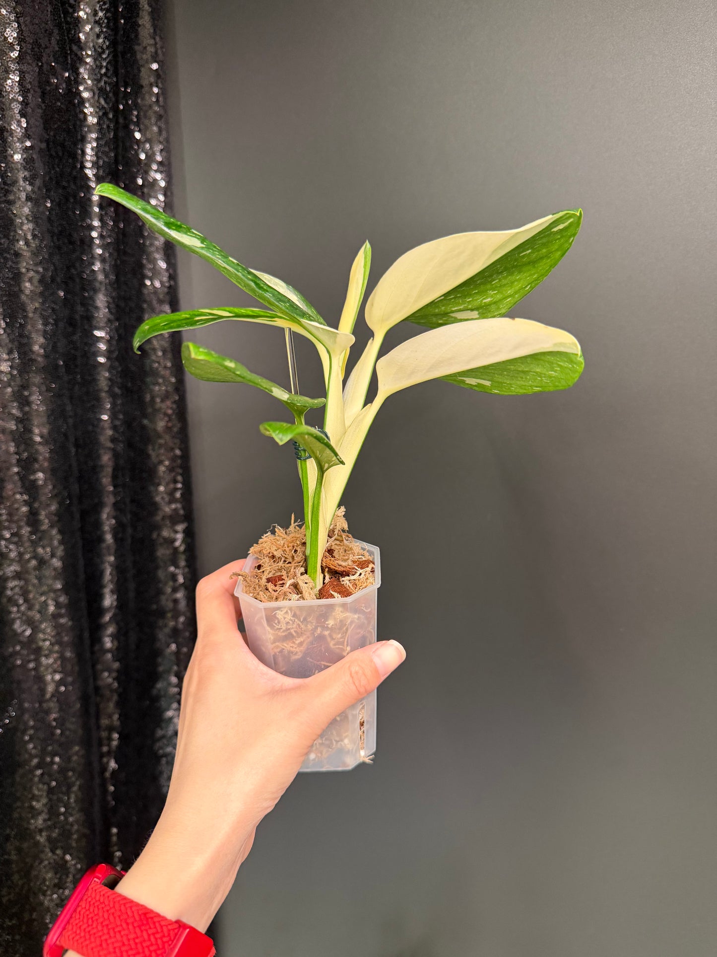 Monstera Standleyana Albo