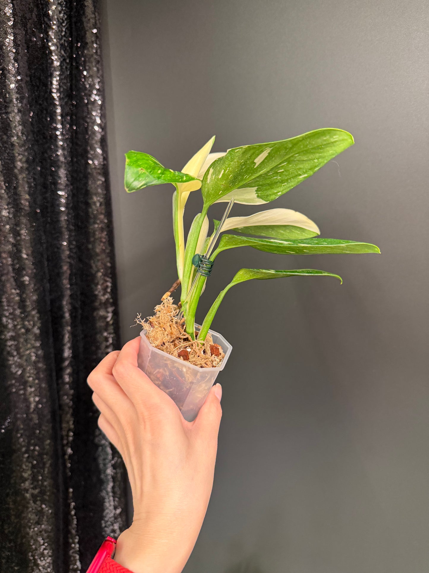 Monstera Standleyana Albo