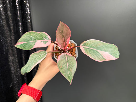Philodendron Pink Princess Mutation