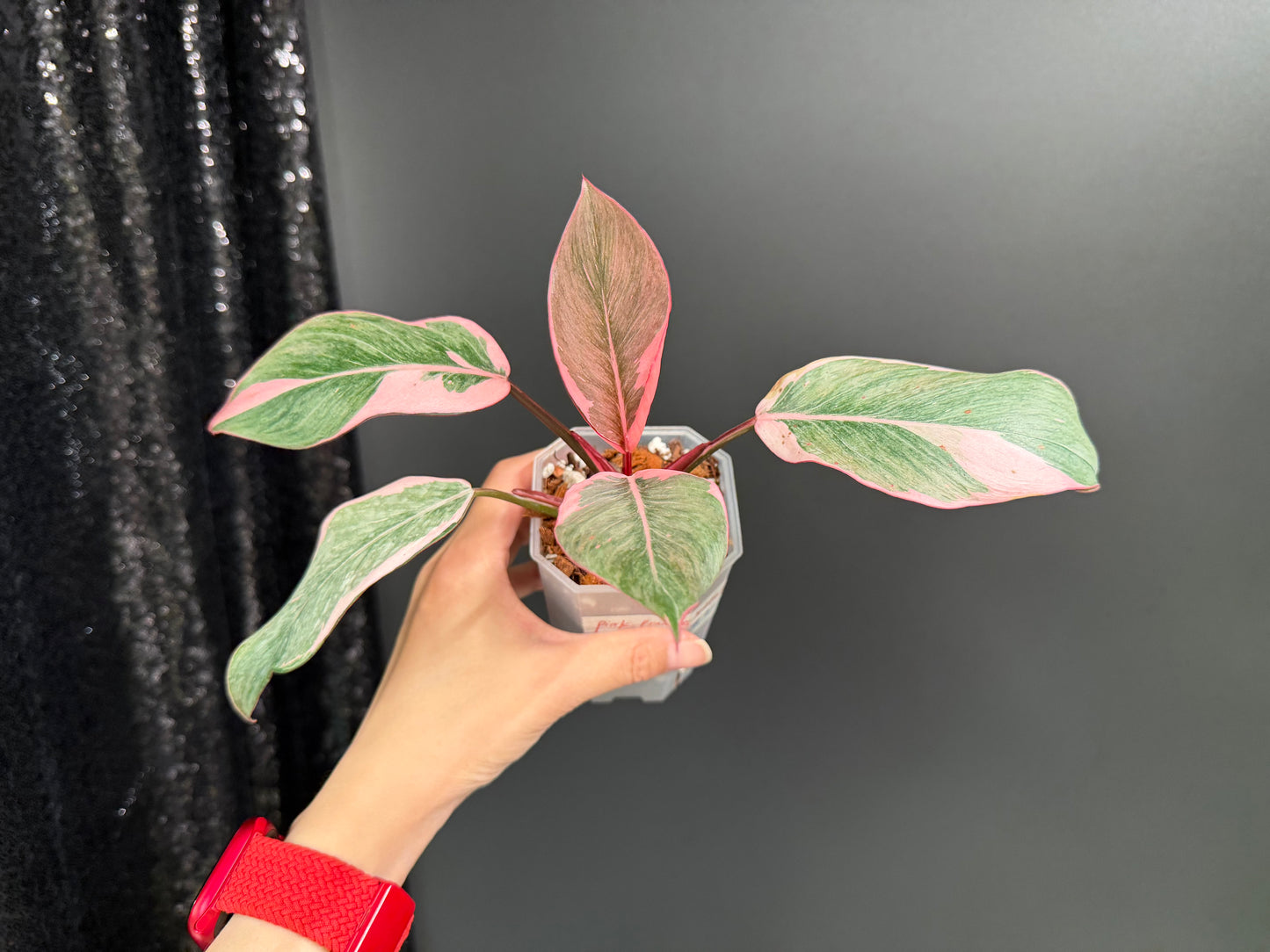 Philodendron Pink Princess Mutation