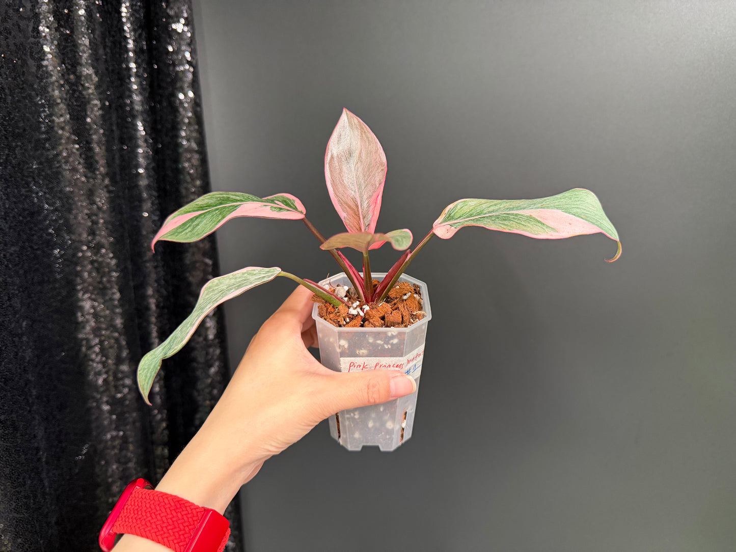 Philodendron Pink Princess Mutation