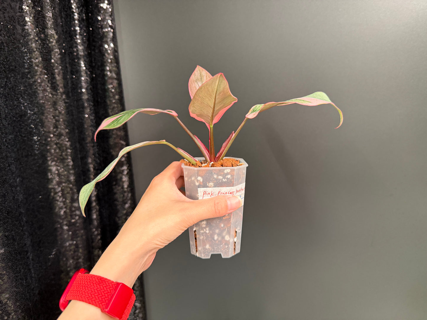 Philodendron Pink Princess Mutation