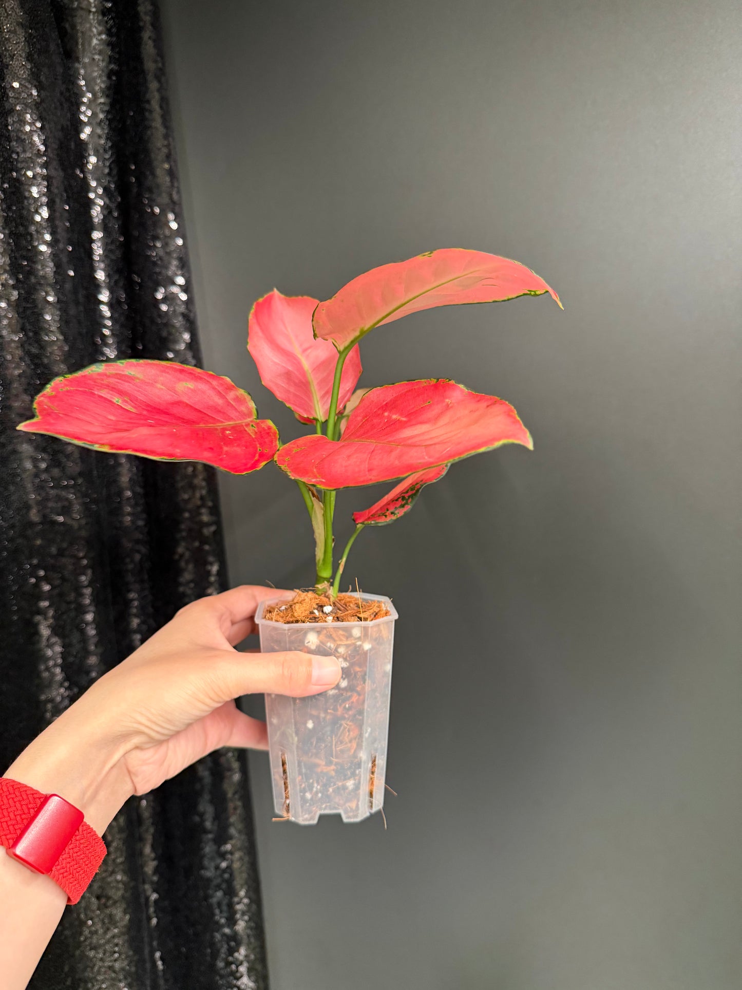 Aglaonema Super Pink