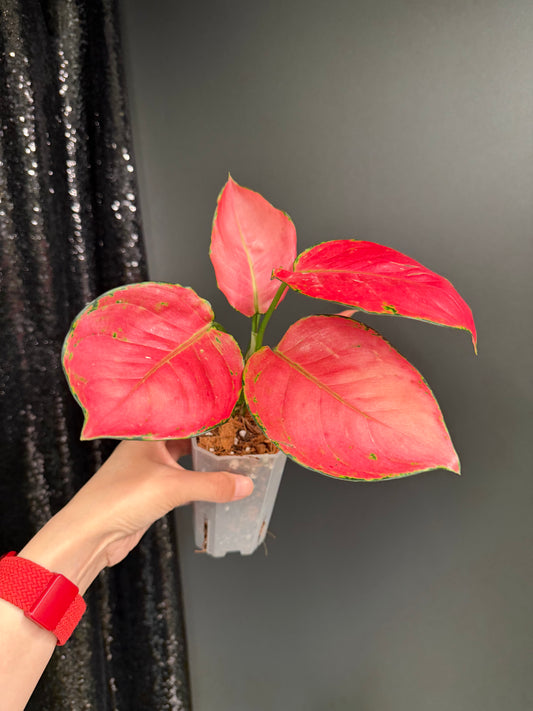 Aglaonema Super Pink