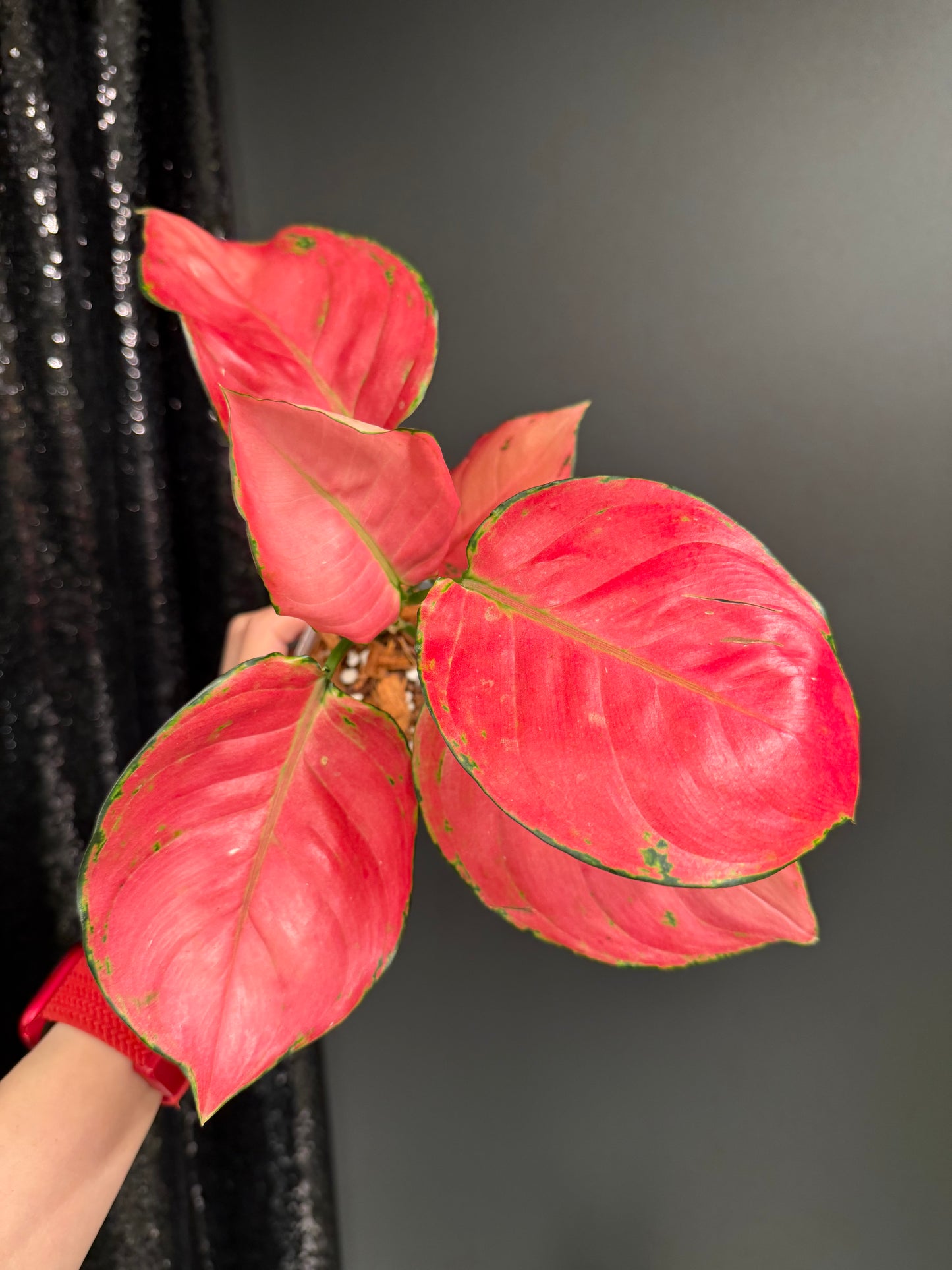 Aglaonema Super Pink