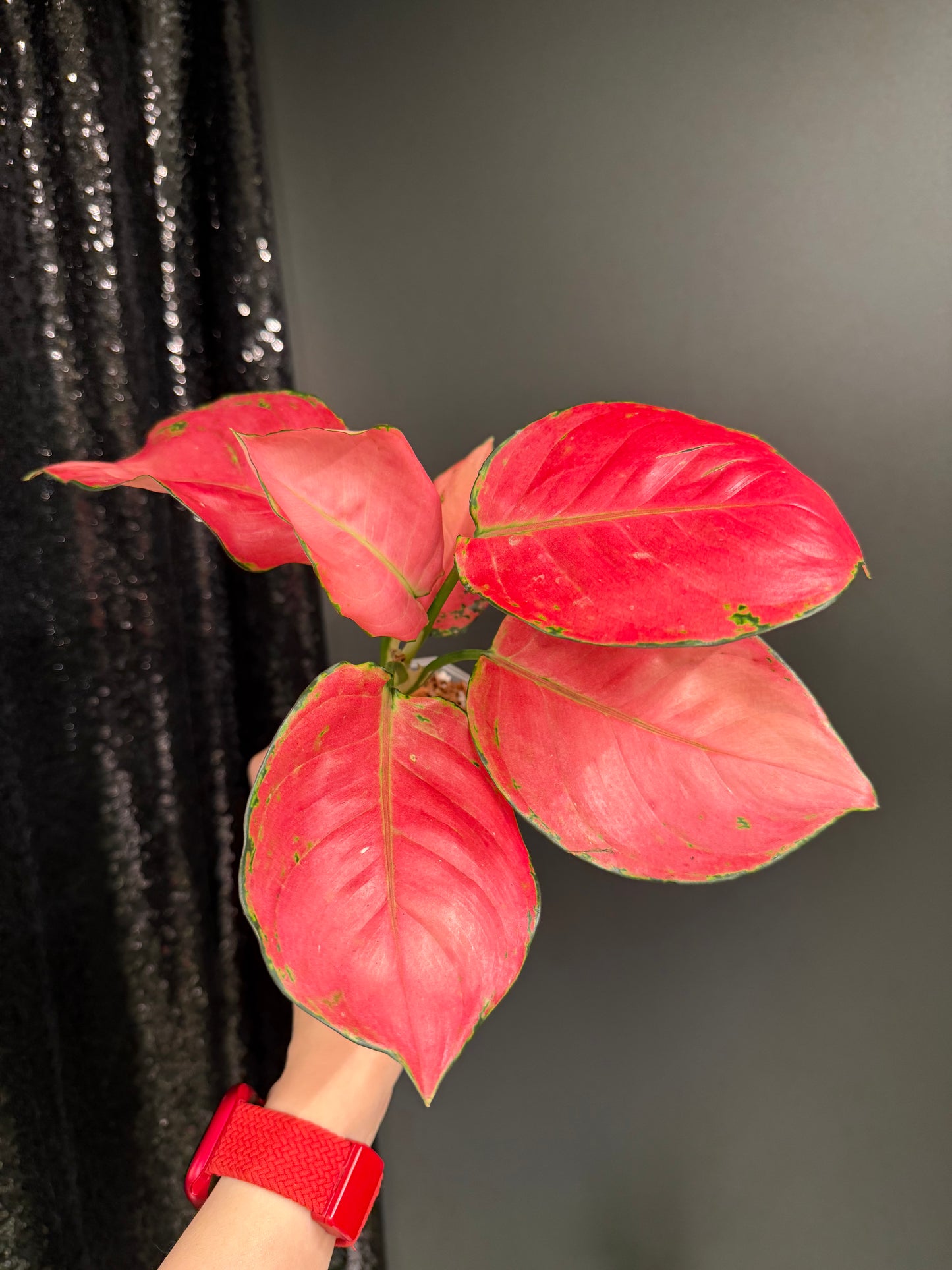 Aglaonema Super Pink