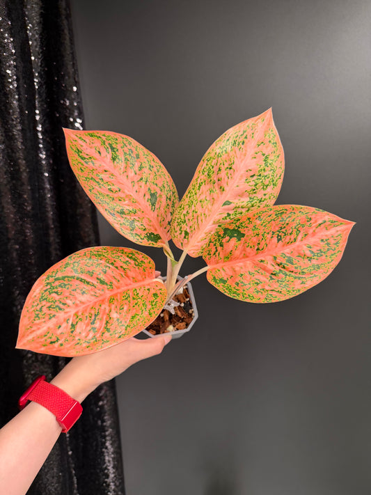 Aglaonema Stardust