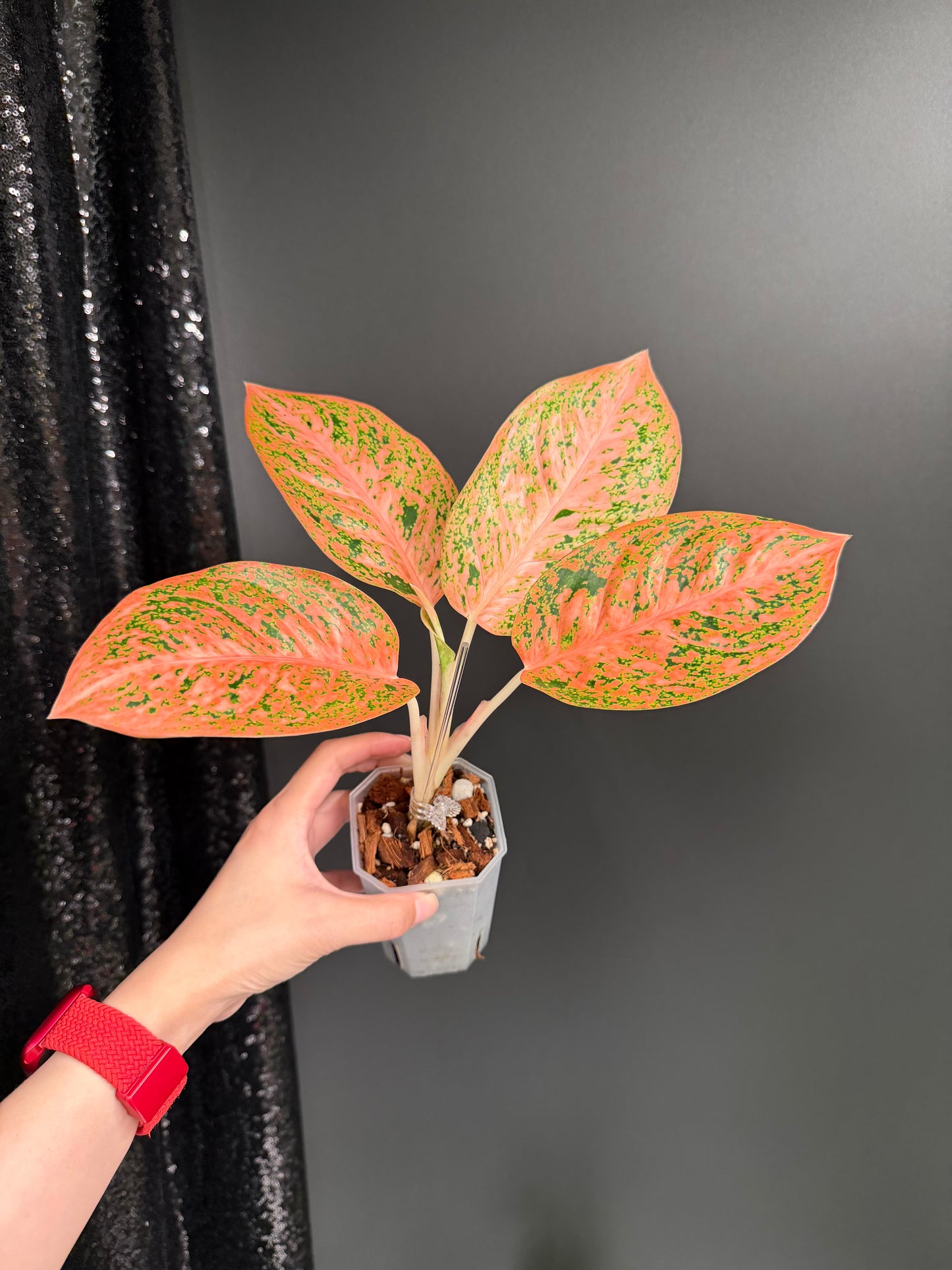 Aglaonema Stardust