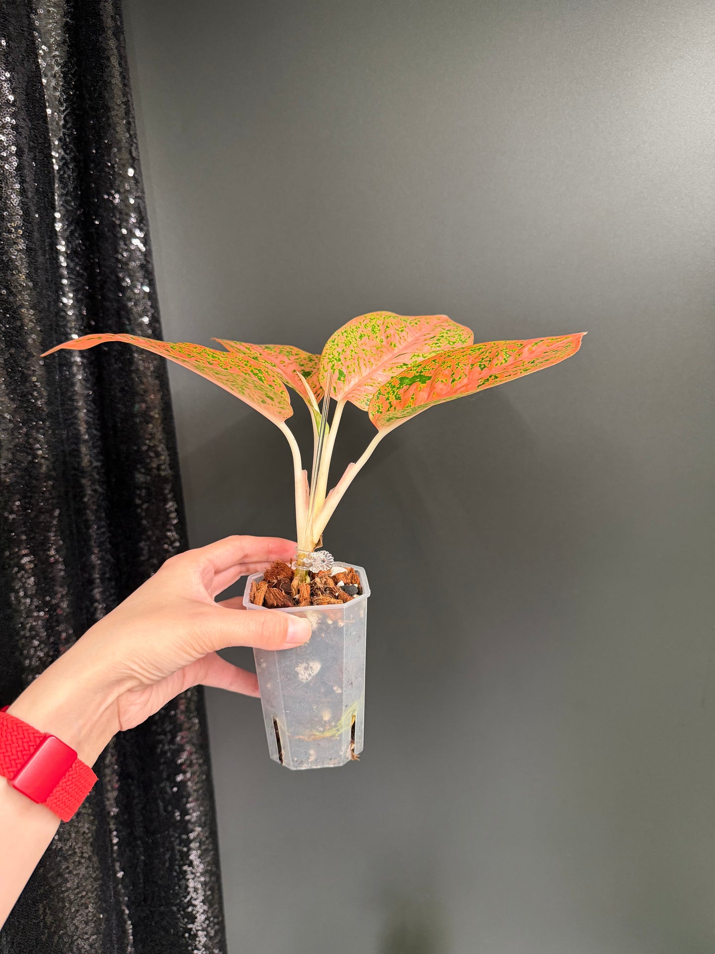 Aglaonema Stardust