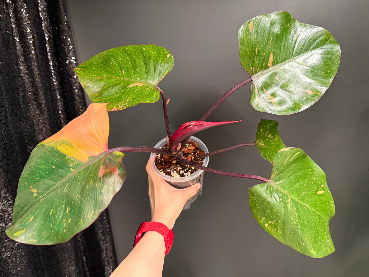 Philodendron Orange Princess Variegated