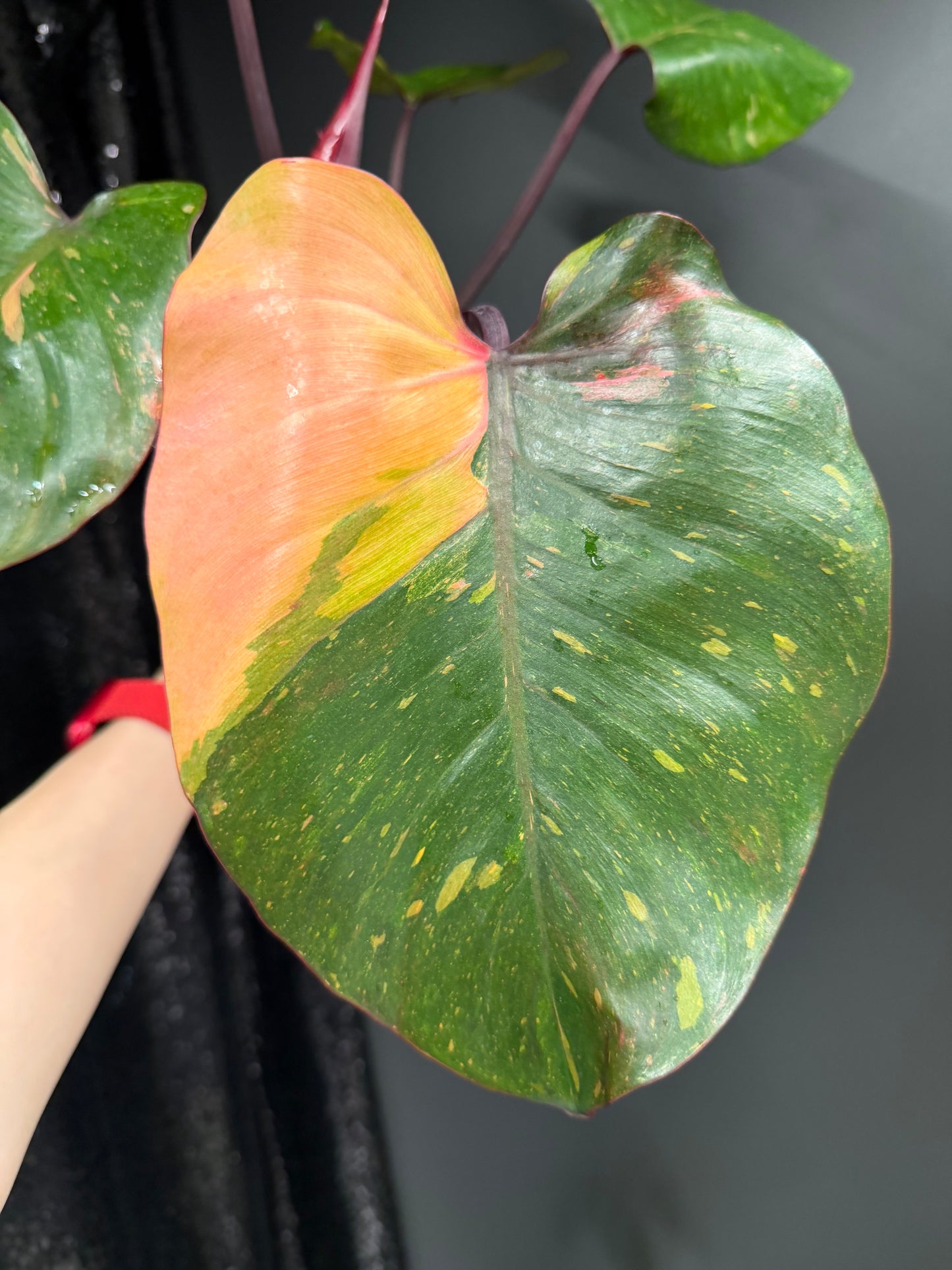Philodendron Orange Princess Variegated