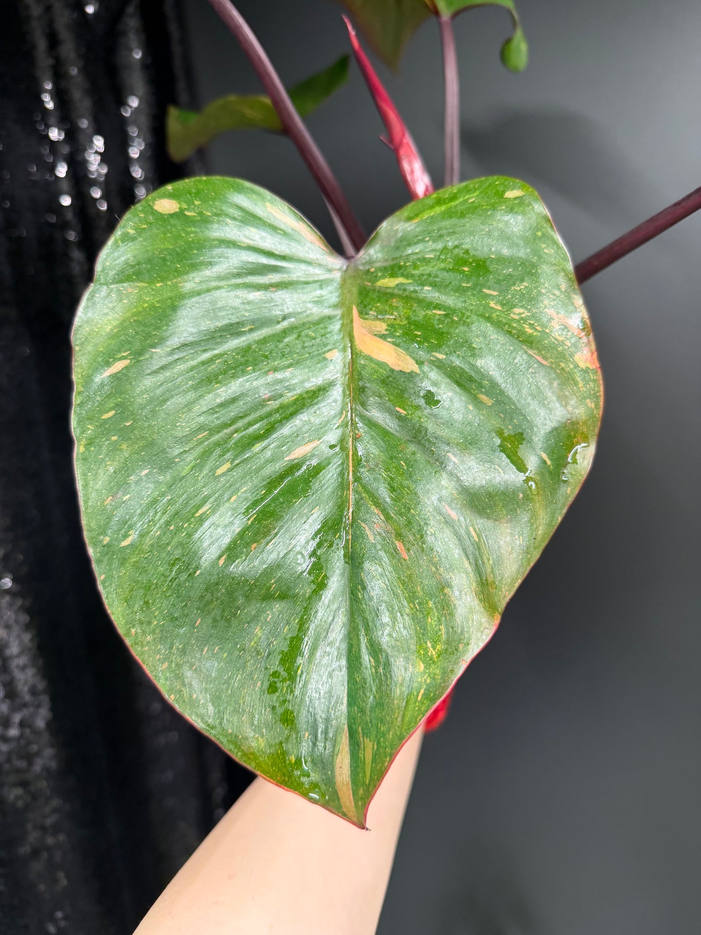 Philodendron Orange Princess Variegated