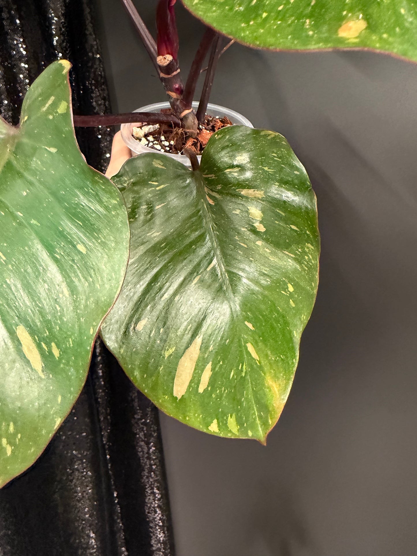 Philodendron Orange Princess Variegated