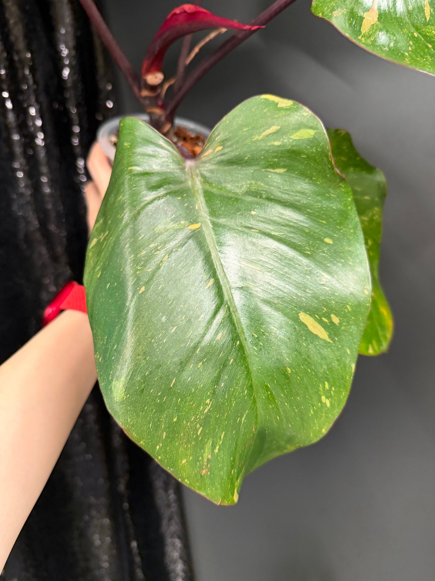 Philodendron Orange Princess Variegated