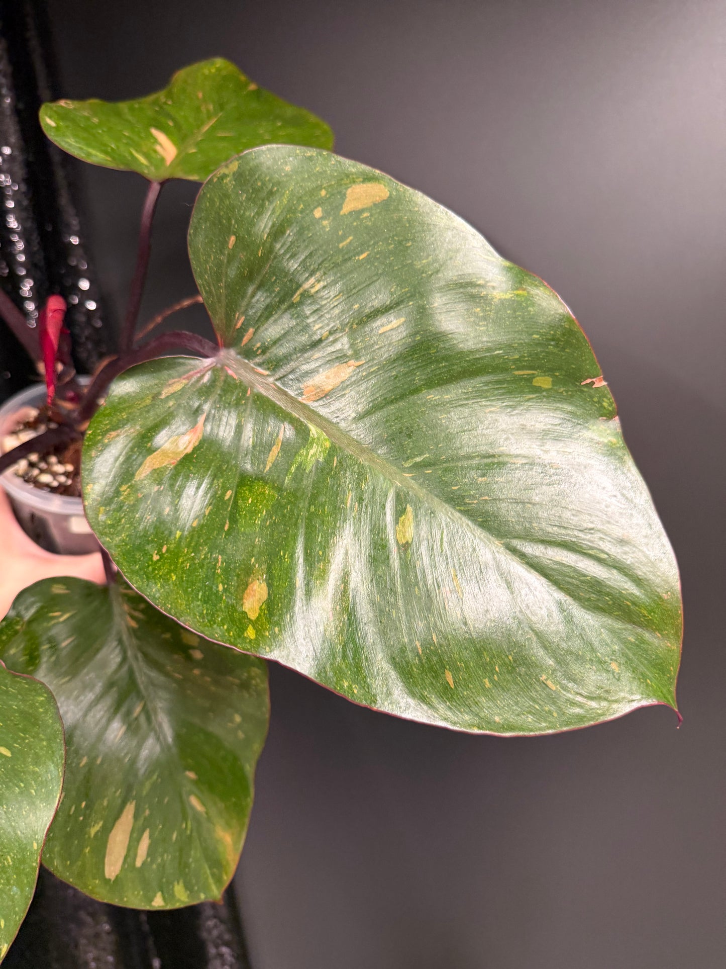 Philodendron Orange Princess Variegated