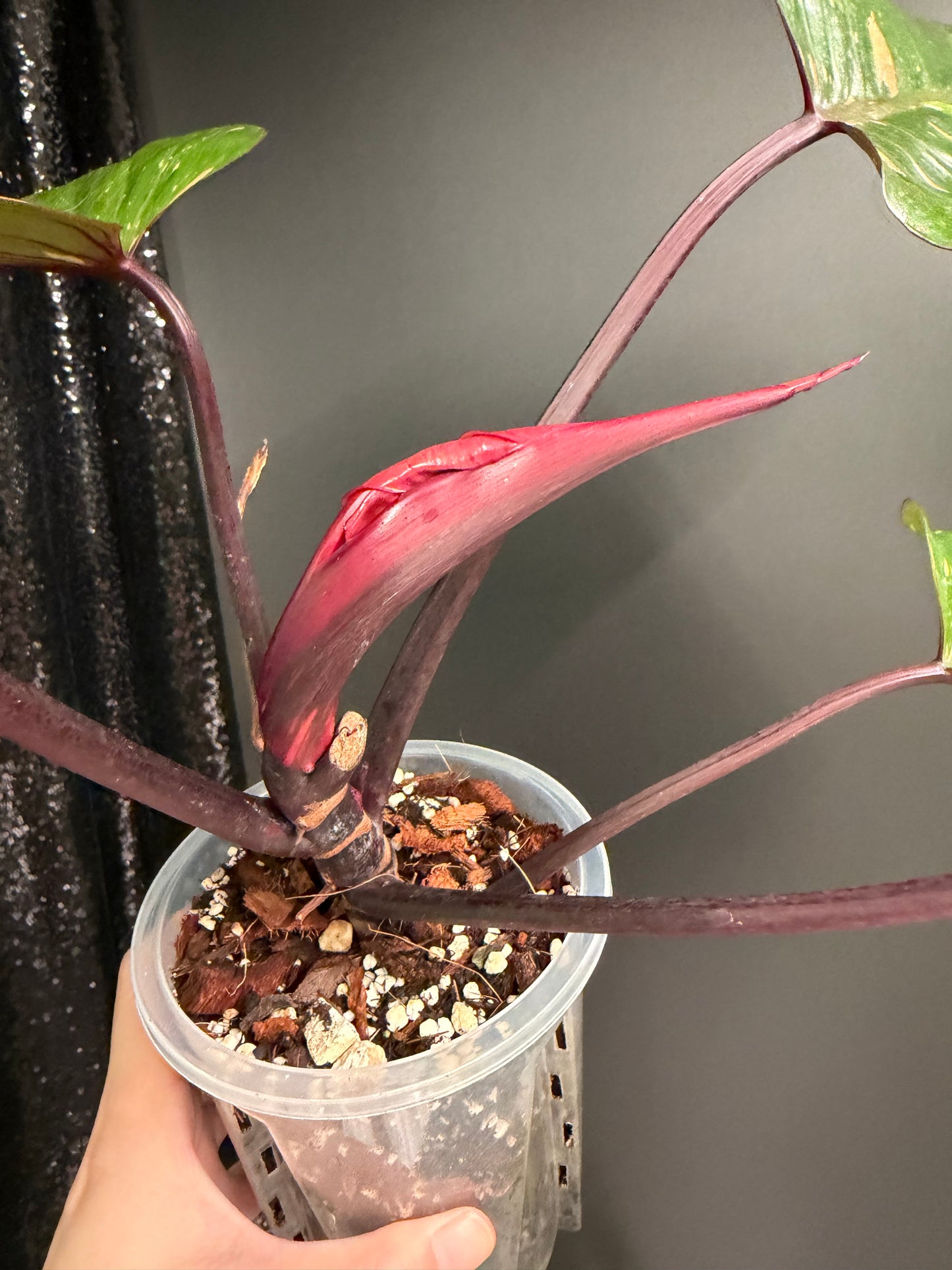 Philodendron Orange Princess Variegated