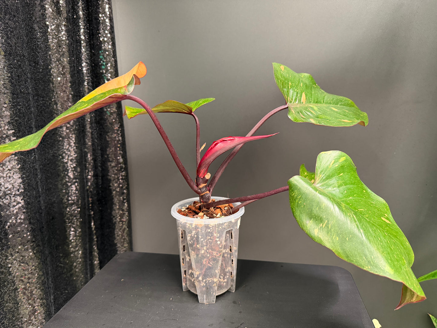 Philodendron Orange Princess Variegated
