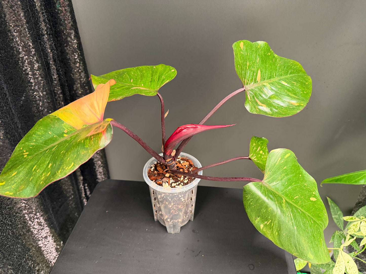 Philodendron Orange Princess Variegated