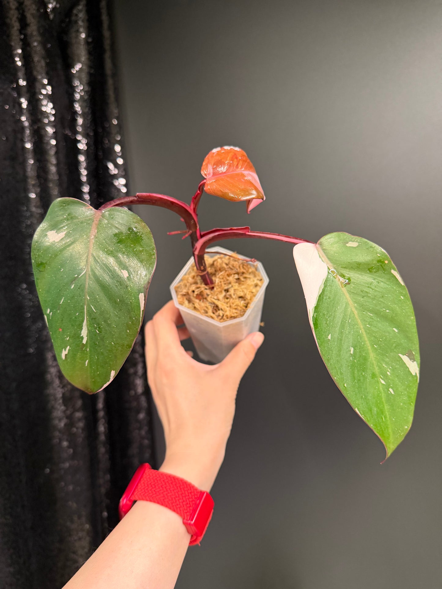 Philodendron Red Anderson