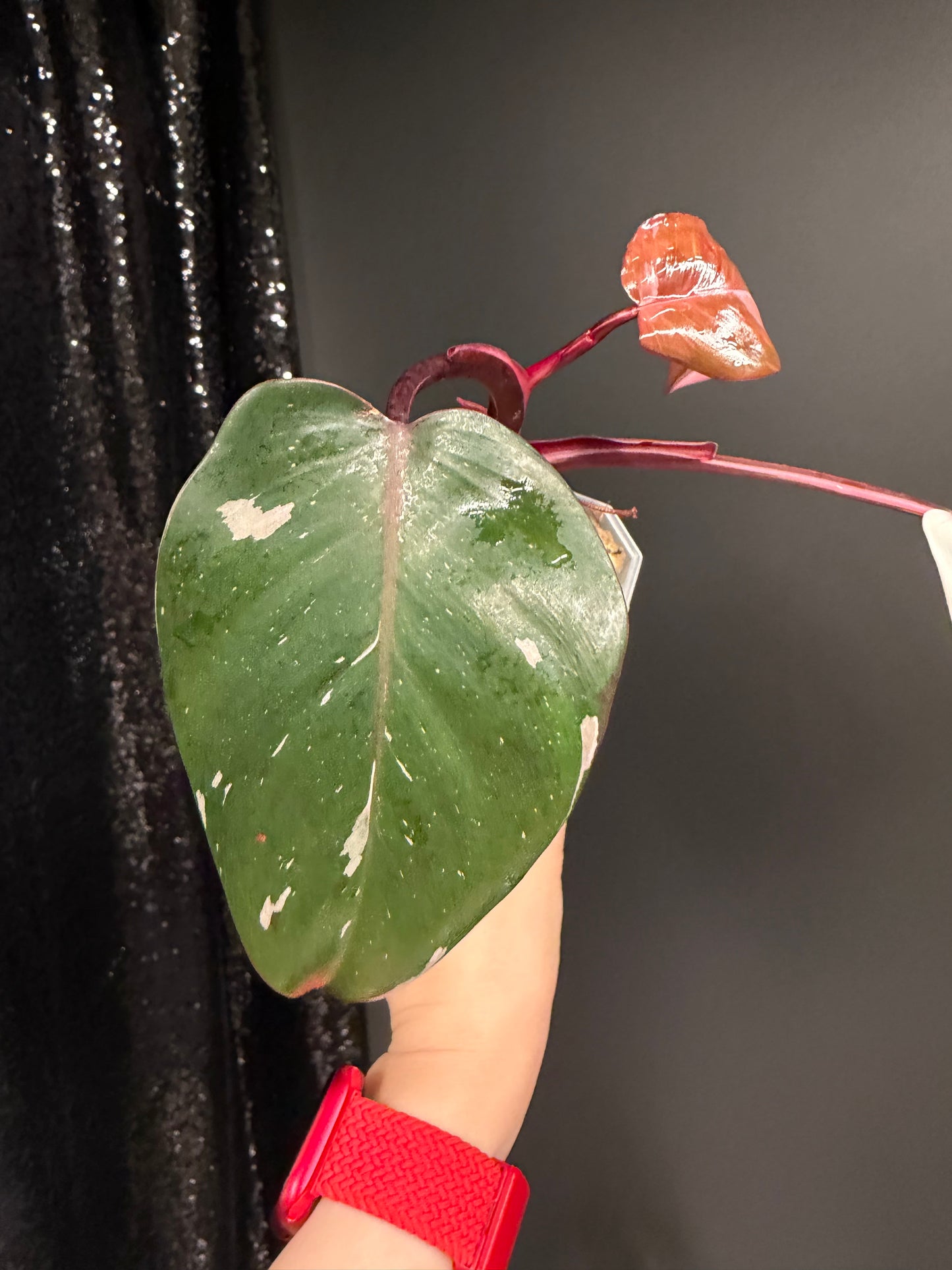 Philodendron Red Anderson