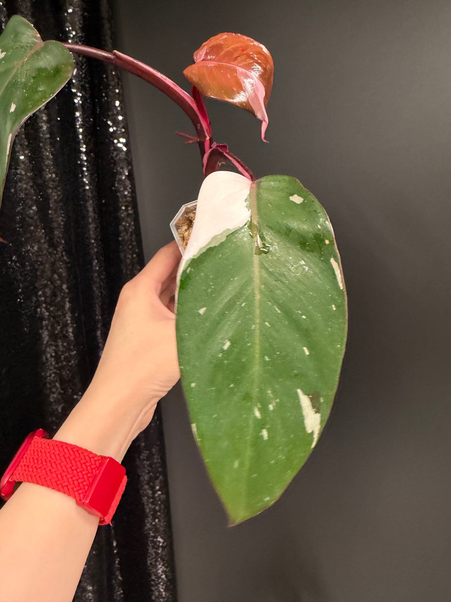 Philodendron Red Anderson