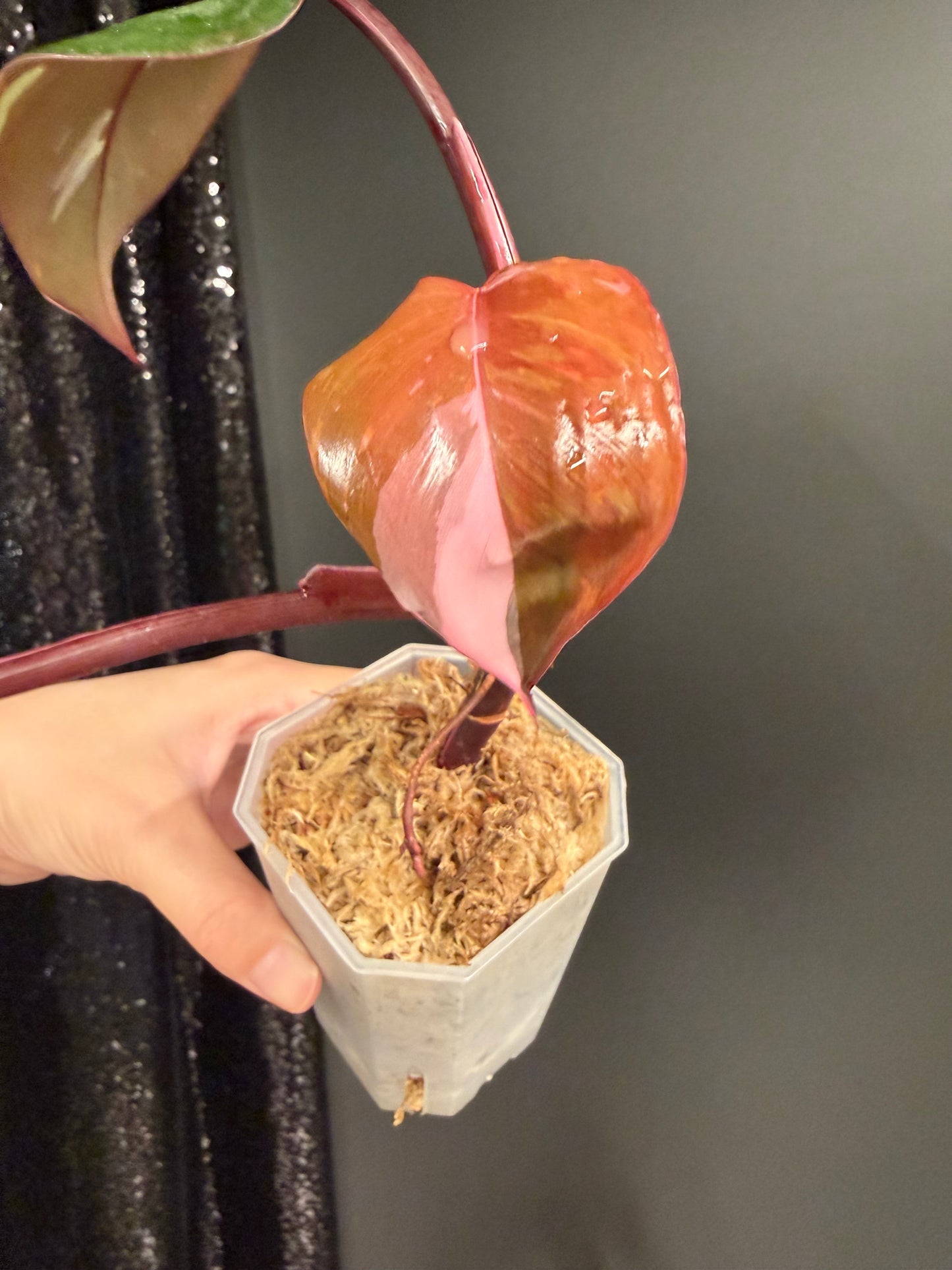 Philodendron Red Anderson