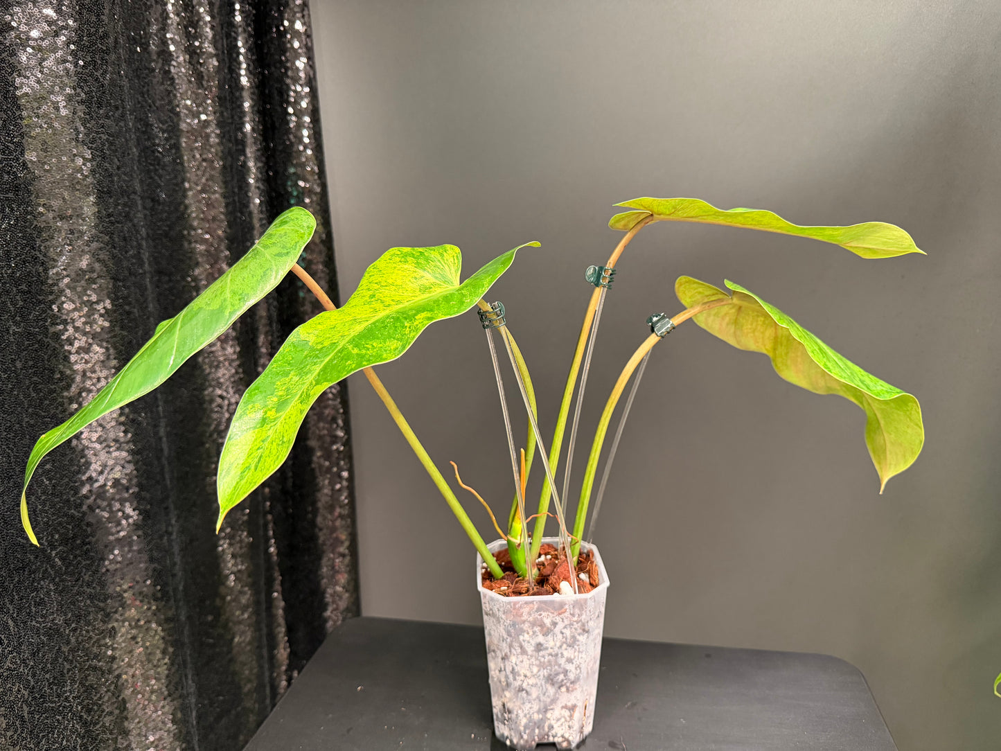 Philodendron Whipple Way Mint Variegated