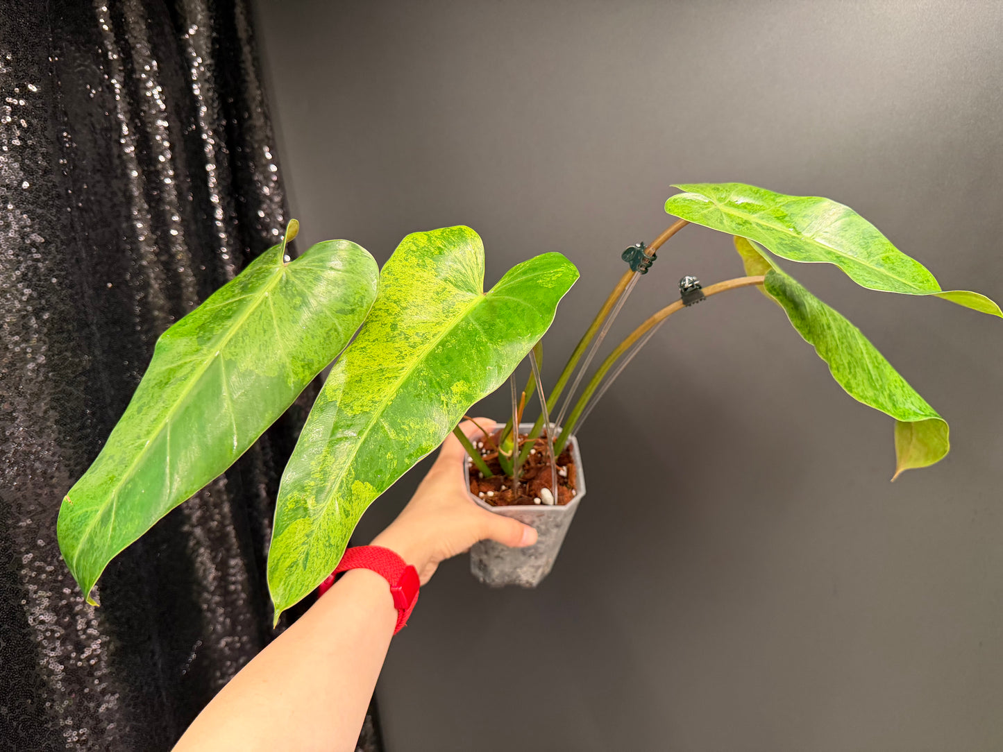 Philodendron Whipple Way Mint Variegated