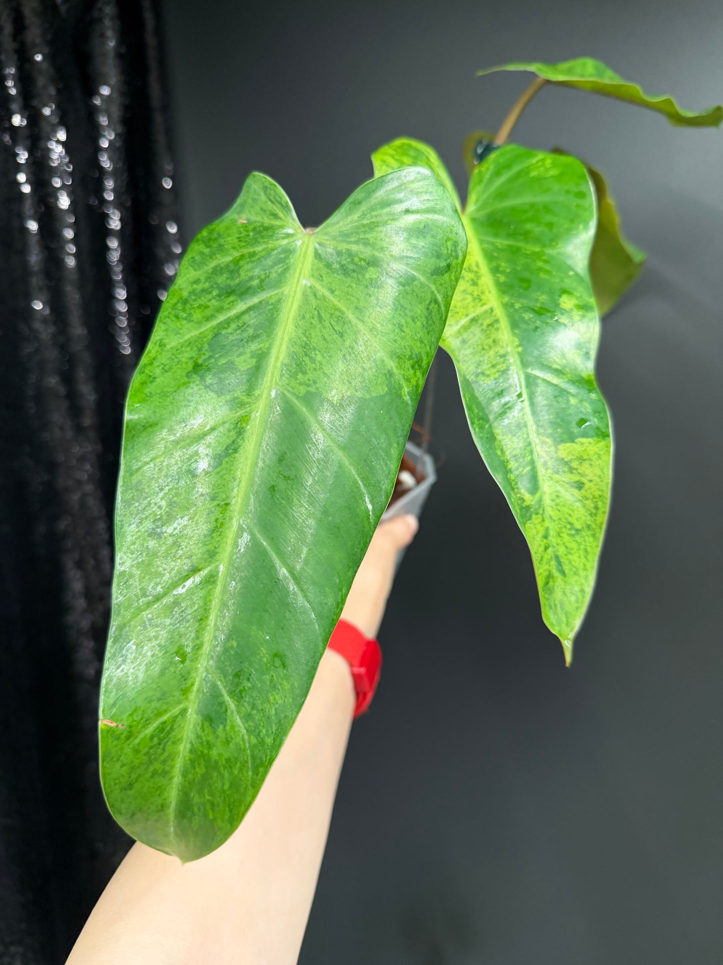 Philodendron Whipple Way Mint Variegated