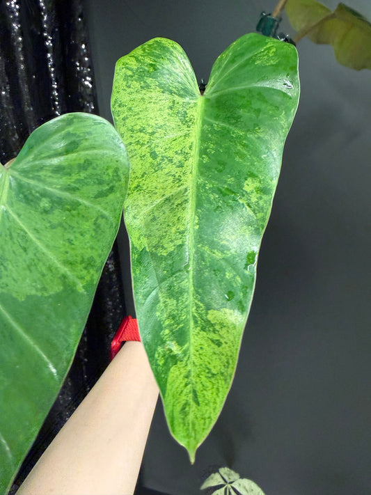 Philodendron Whipple Way Mint Variegated