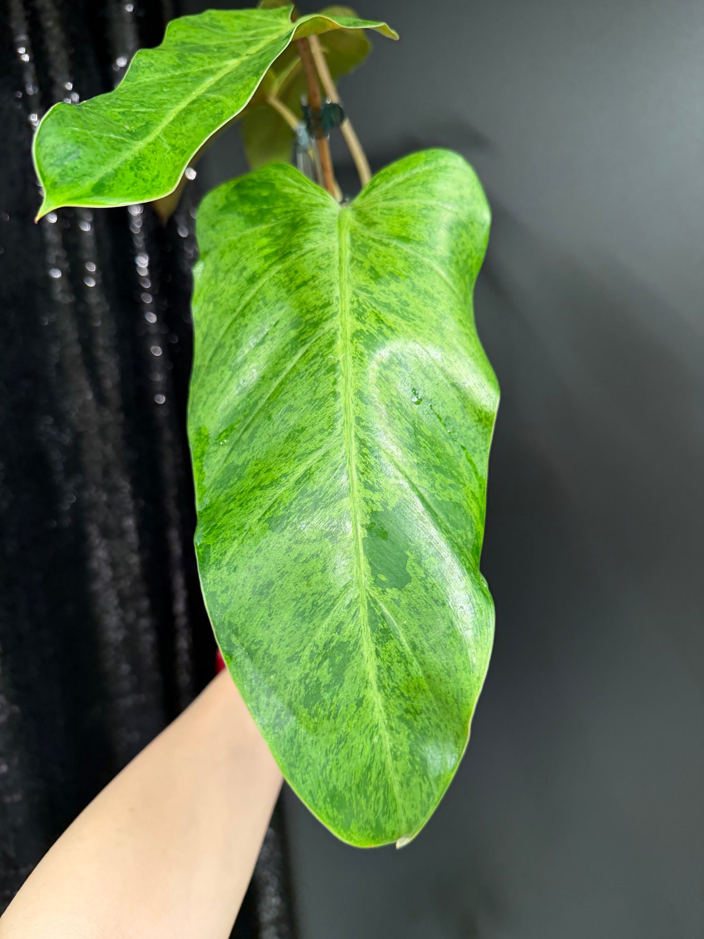 Philodendron Whipple Way Mint Variegated