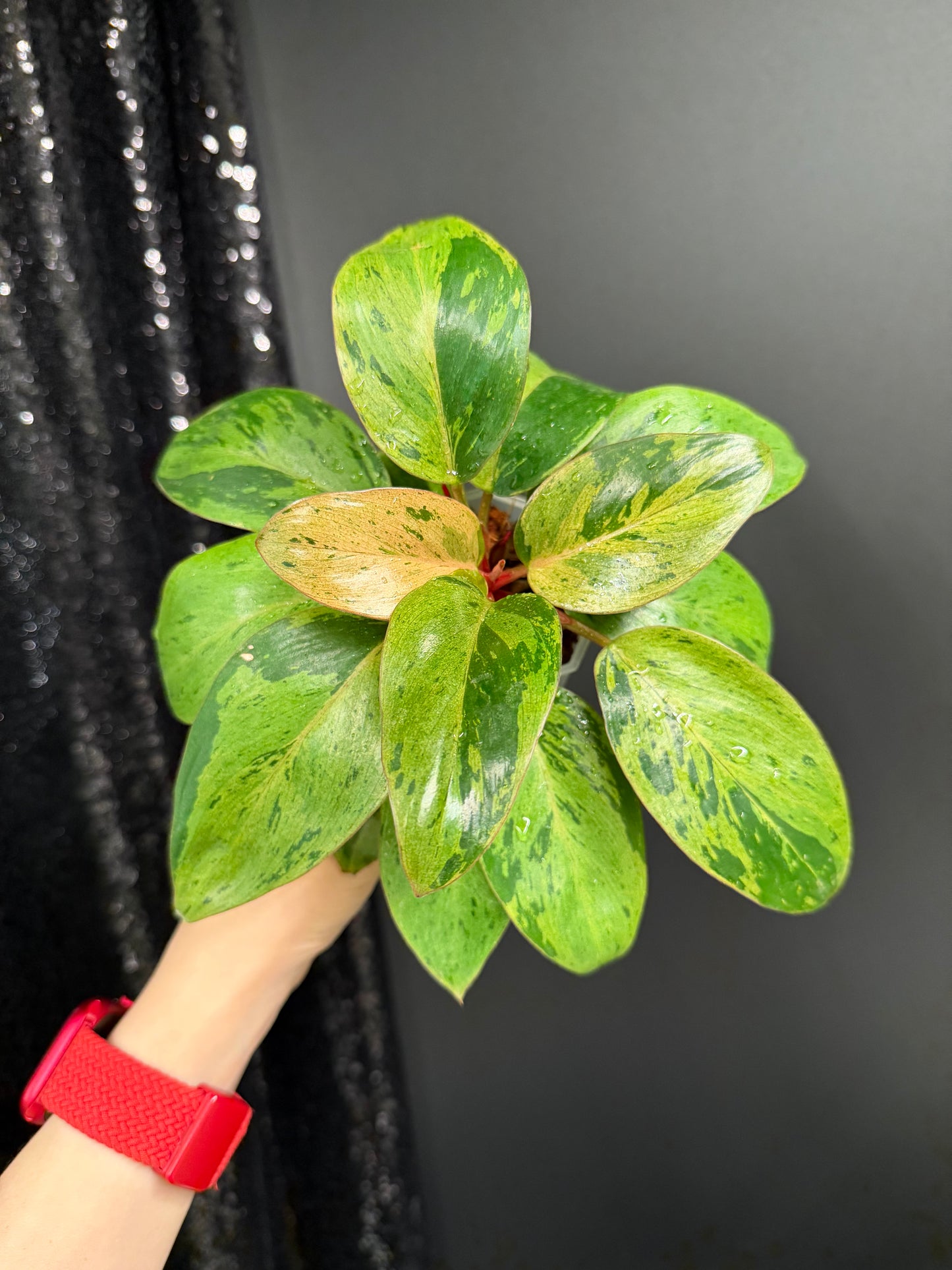 Philodendron Congo Dwarf Variegated