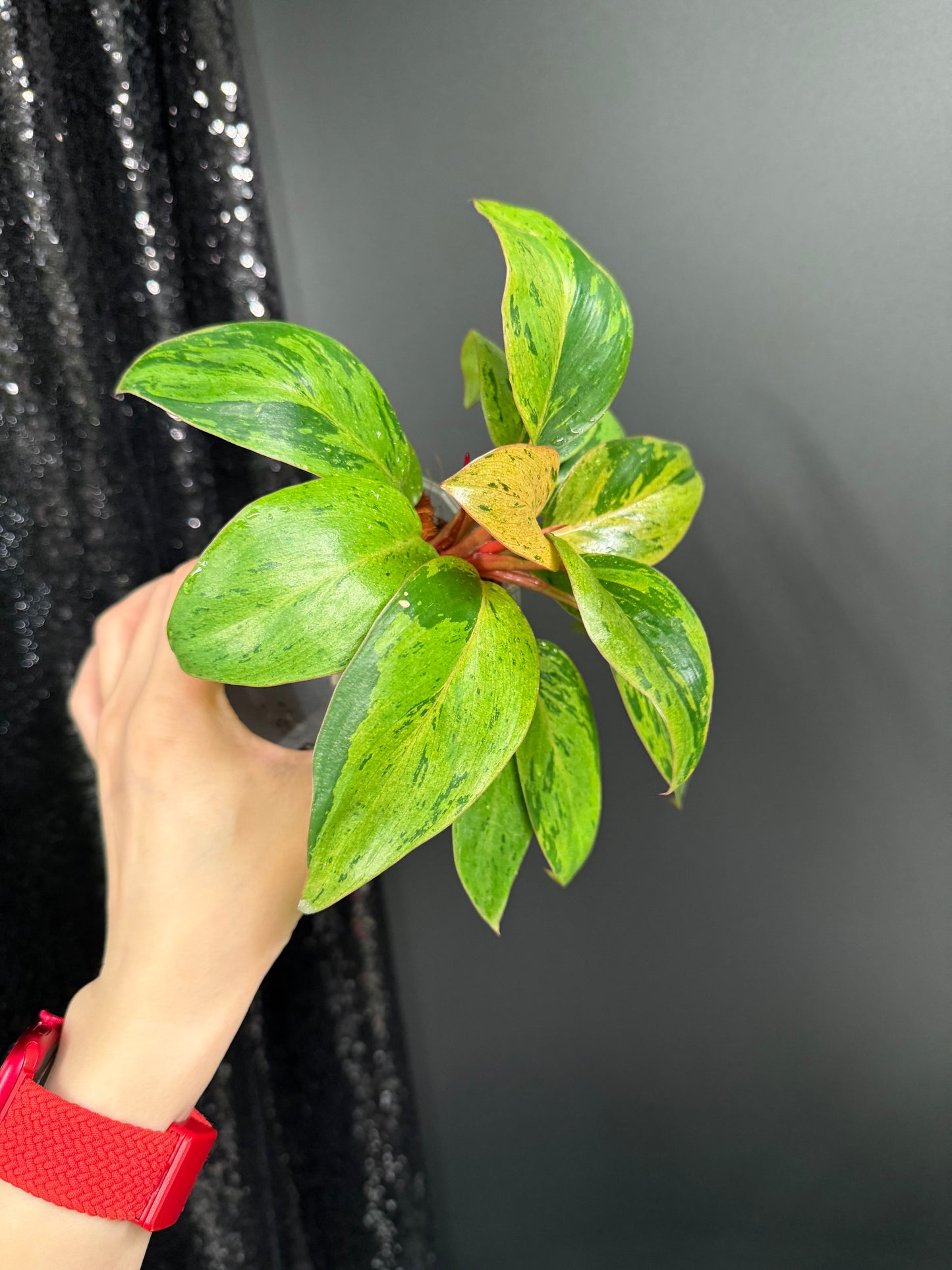 Philodendron Congo Dwarf Variegated