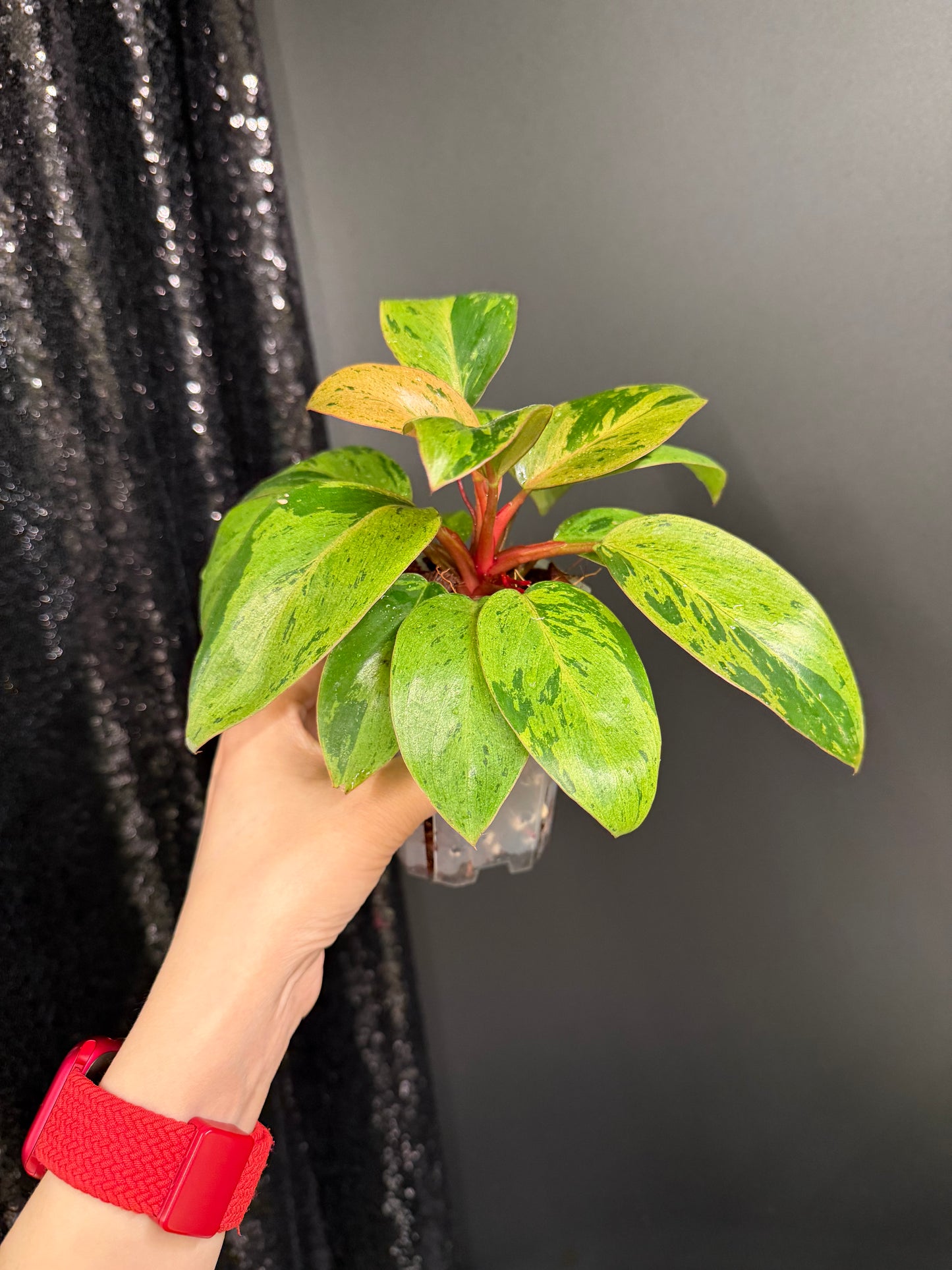 Philodendron Congo Dwarf Variegated