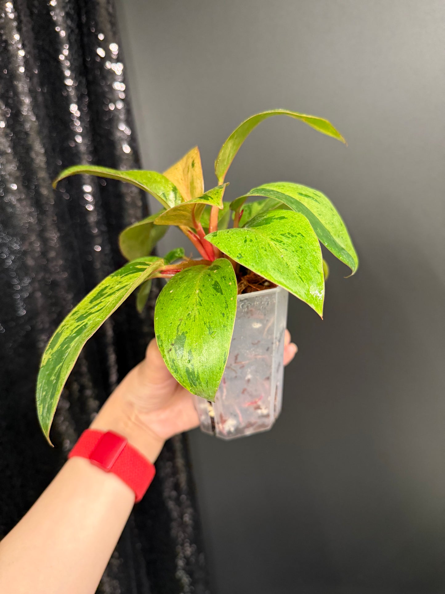 Philodendron Congo Dwarf Variegated