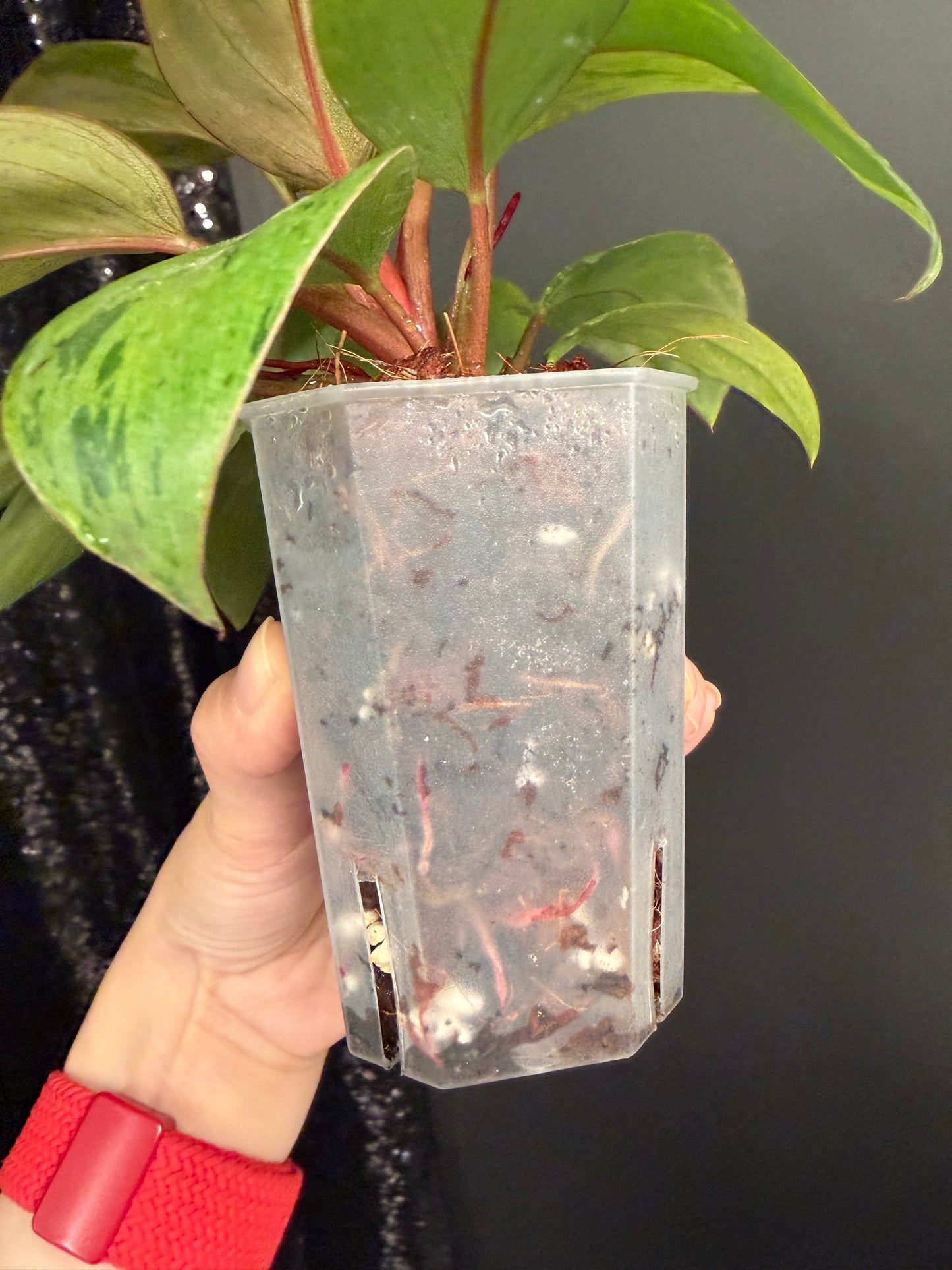 Philodendron Congo Dwarf Variegated