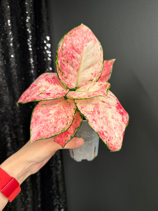 Aglaonema Zolina, super rare