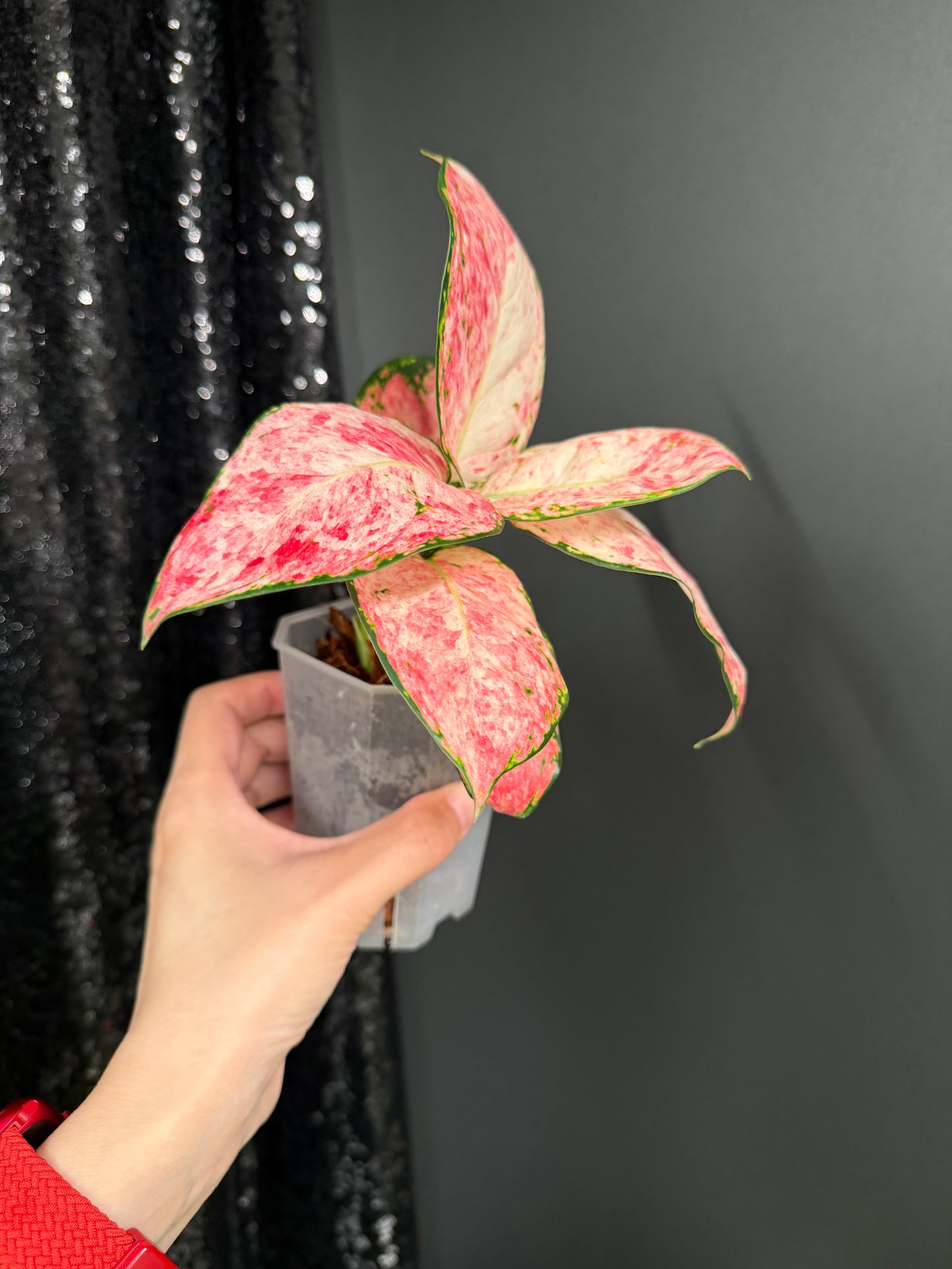 Aglaonema Zolina, super rare