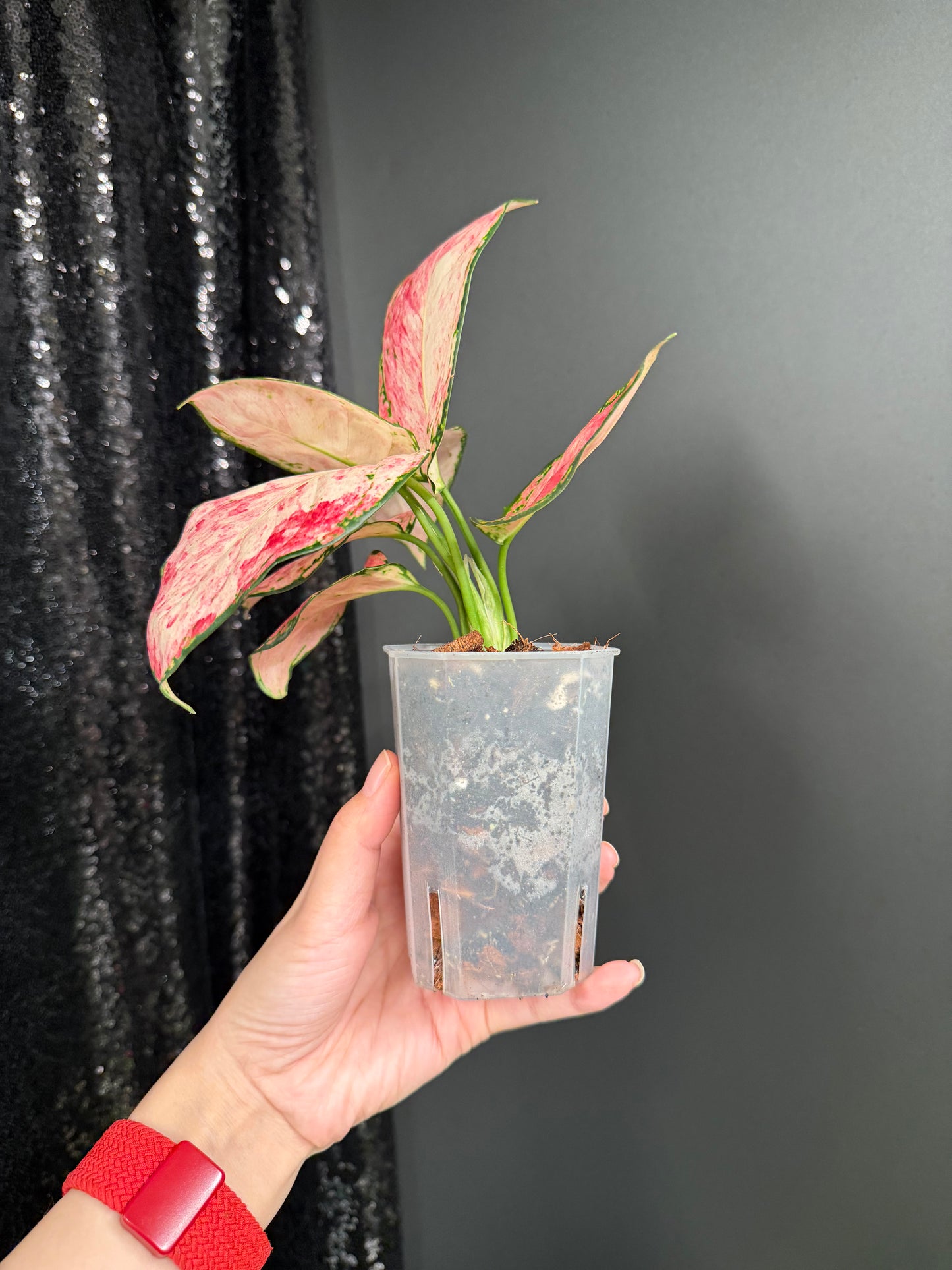 Aglaonema Zolina, super rare