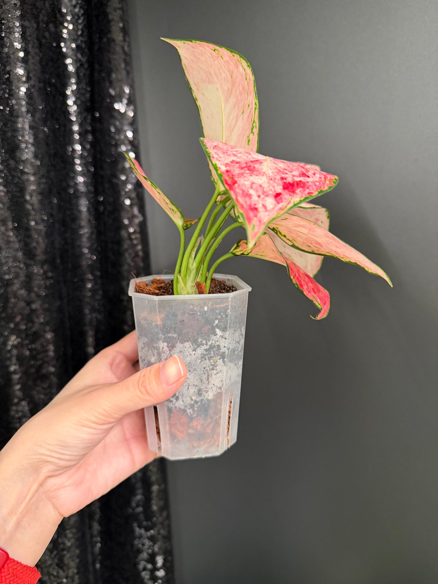 Aglaonema Zolina, super rare