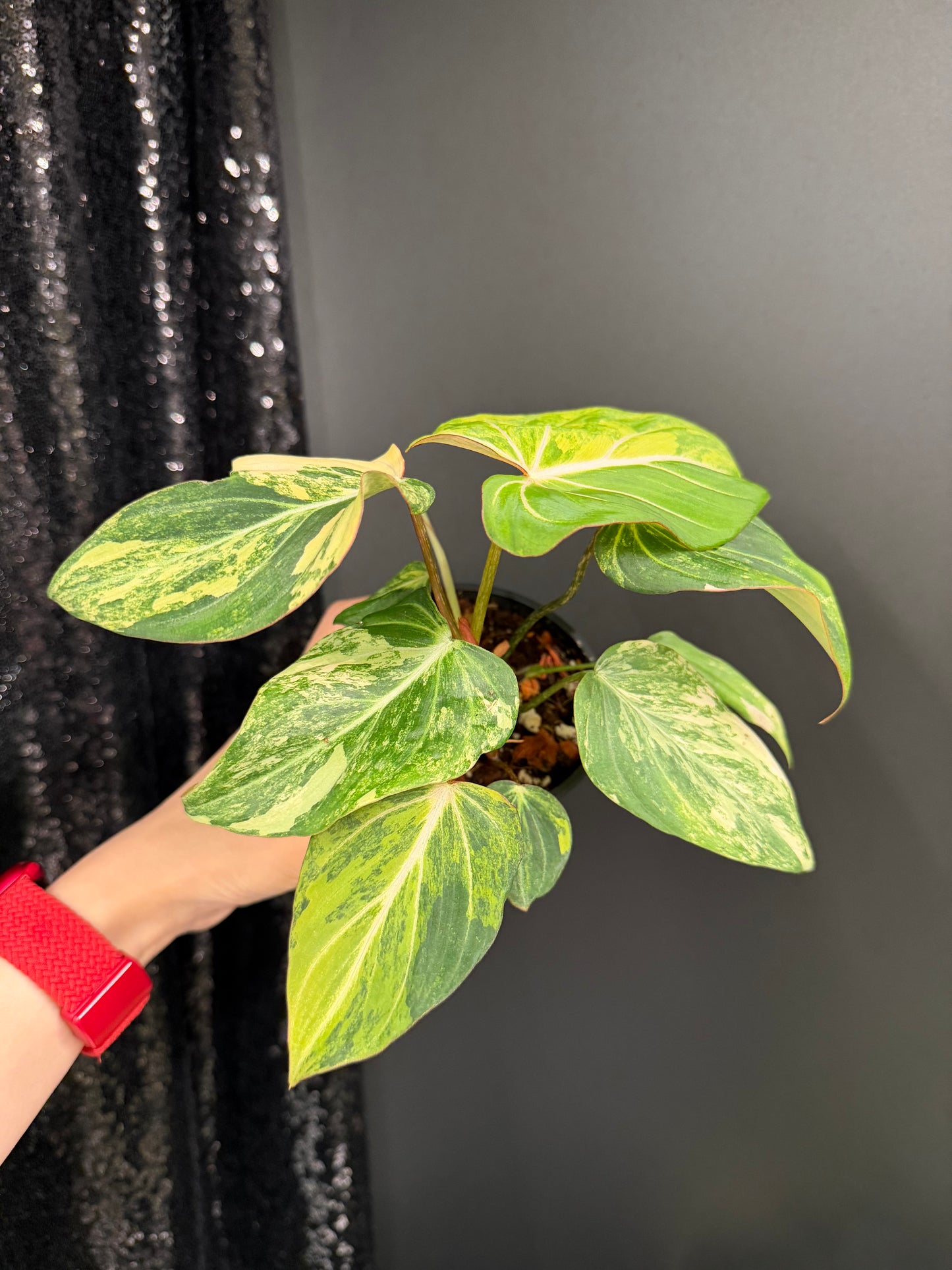 Philodendron Gloriosum Variegated (Short, 4" Pot Starter Plant)