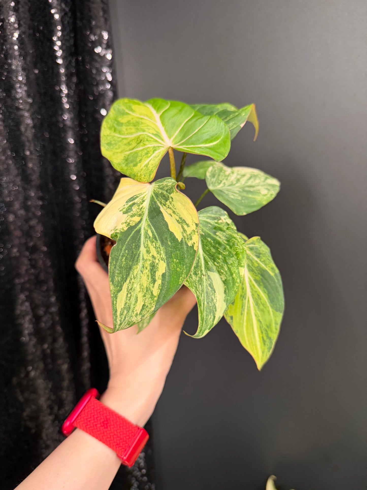 Philodendron Gloriosum Variegated (Short, 4" Pot Starter Plant)