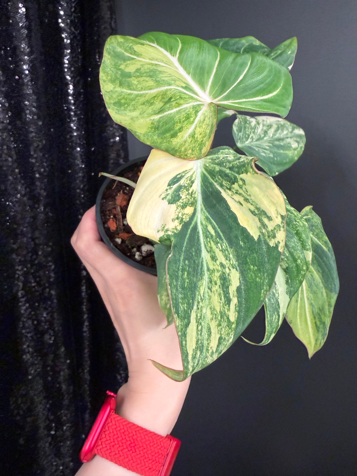 Philodendron Gloriosum Variegated (Short, 4" Pot Starter Plant)