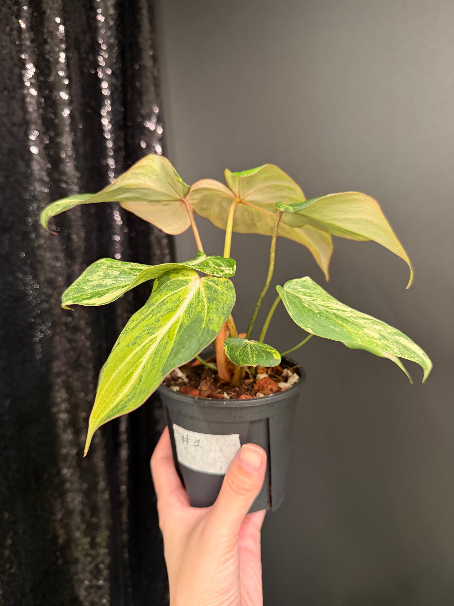 Philodendron Gloriosum Variegated (Short, 4" Pot Starter Plant)