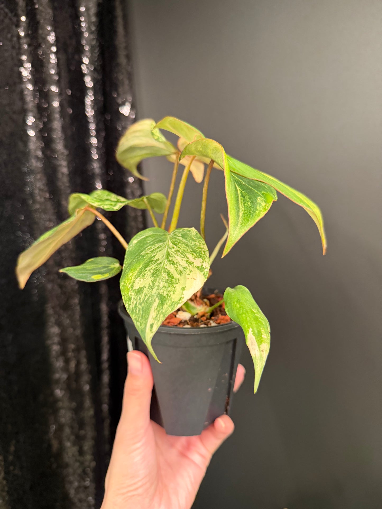 Philodendron Gloriosum Variegated (Short, 4" Pot Starter Plant)