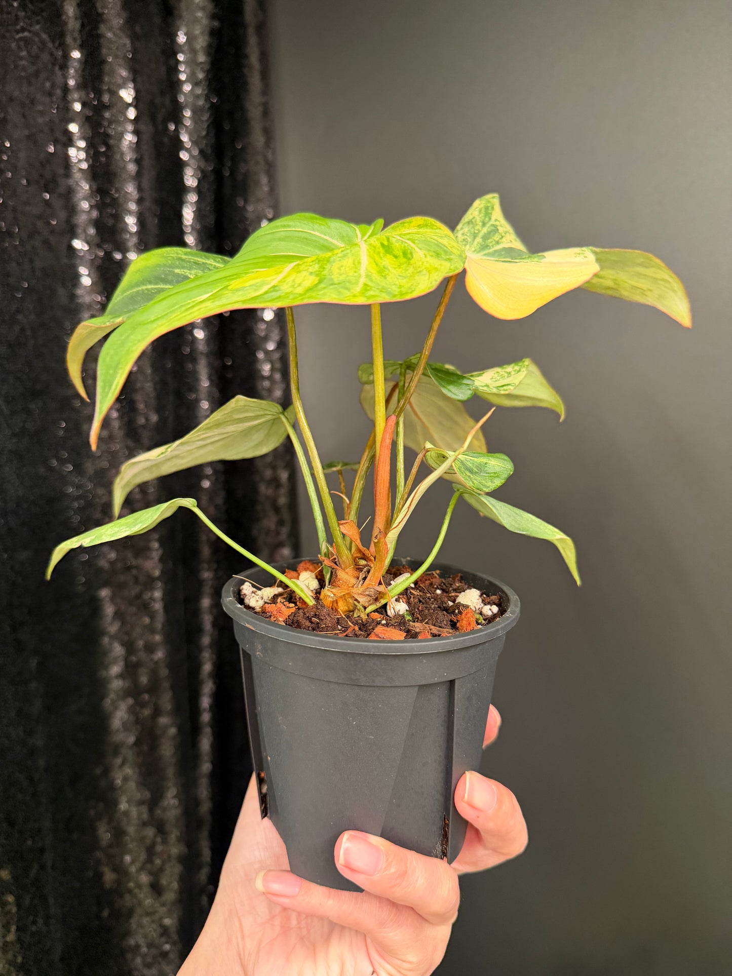 Philodendron Gloriosum Variegated (Short, 4" Pot Starter Plant)